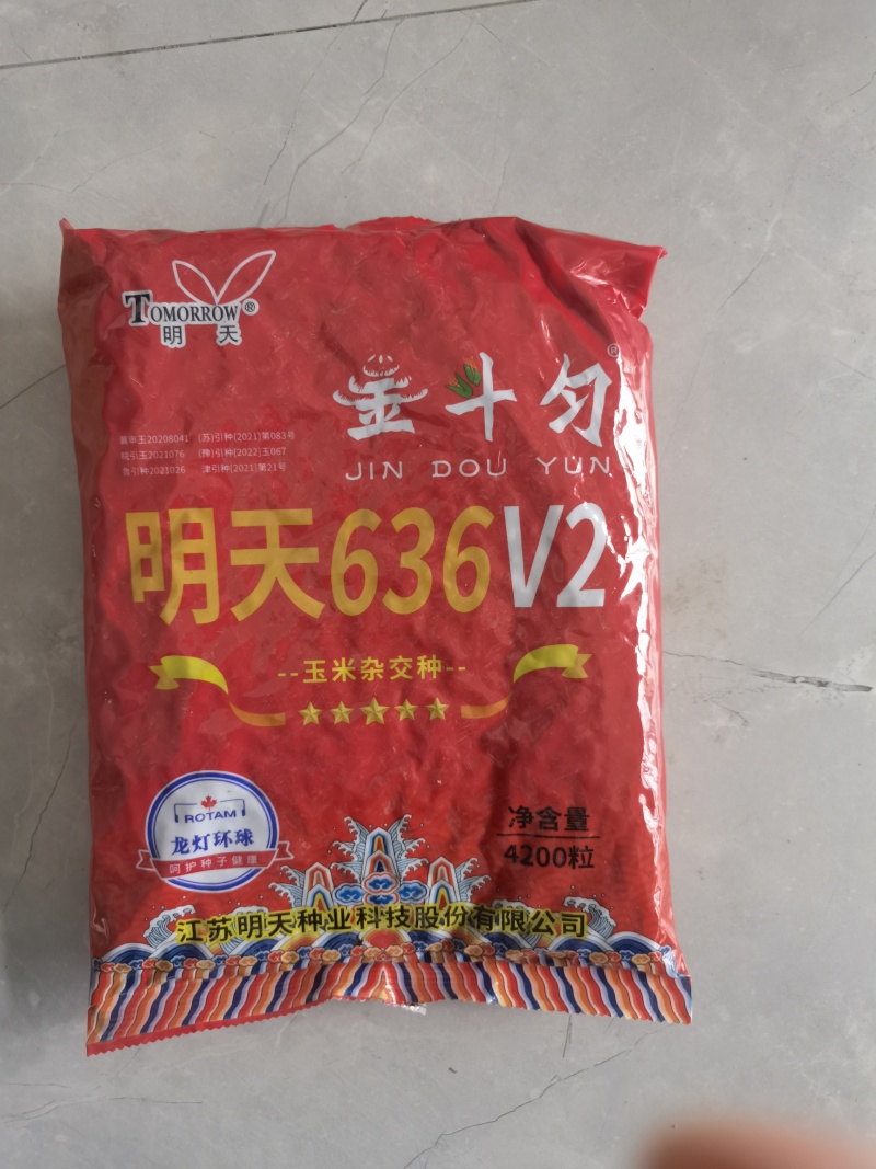 明天636高产大棒特大抗旱矮杆抗病抗旱耐涝红轴玉米种子