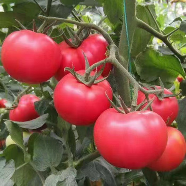 山西红彤彤的普罗旺斯西红柿番茄大量上市一手货源全国可发