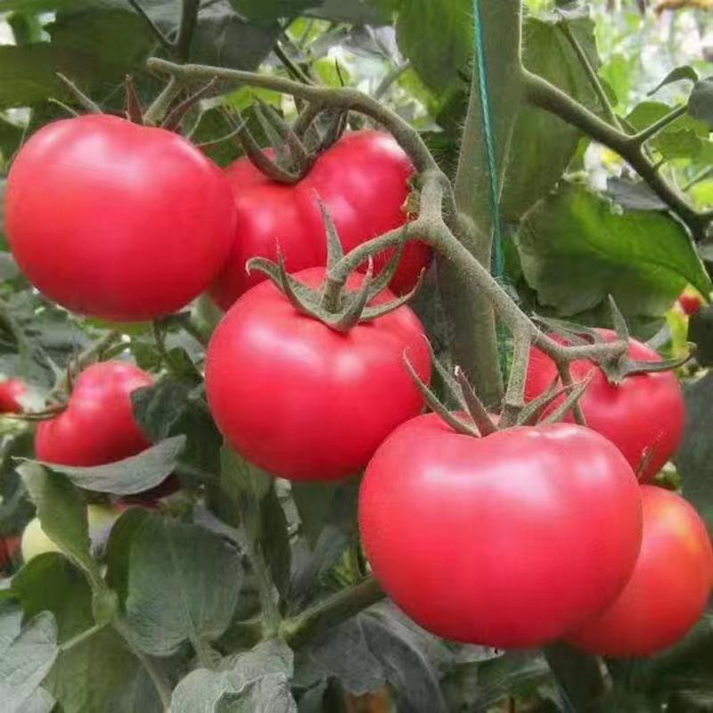 山西西红柿番茄柿子大量上市中对接各大电商平台