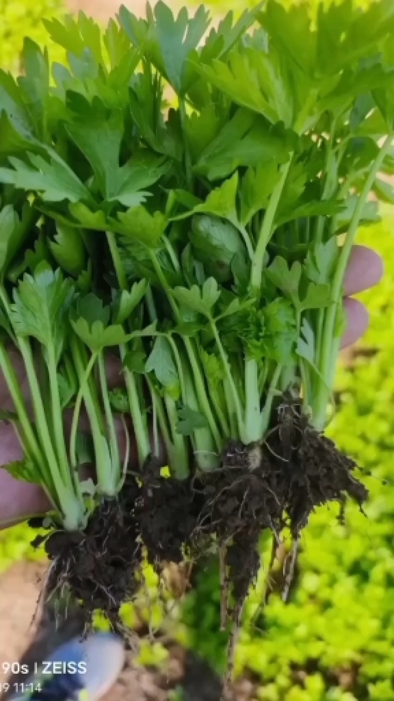皇后