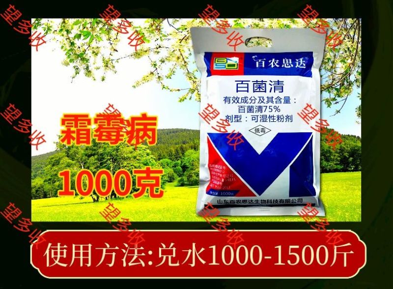 75%百菌清蓝粉保护性杀菌剂霜霉病真菌病害100克1千克