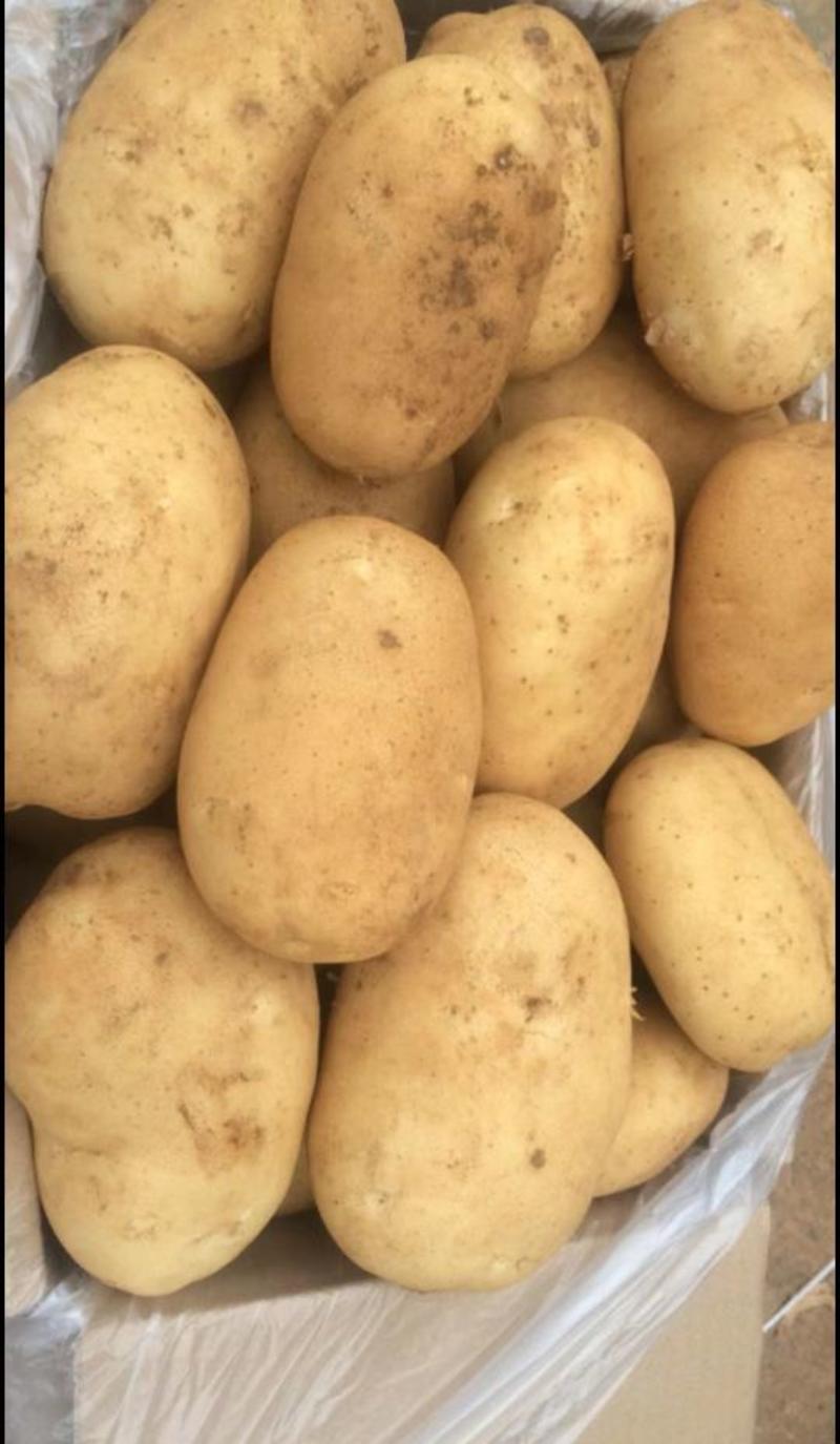 云南红河精品土豆丽薯六号土豆，产地货源，对接大型批发商