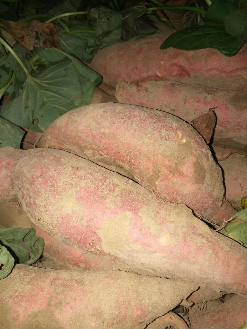 西瓜红红薯大量现货量大从优价格优惠欢迎电话联系