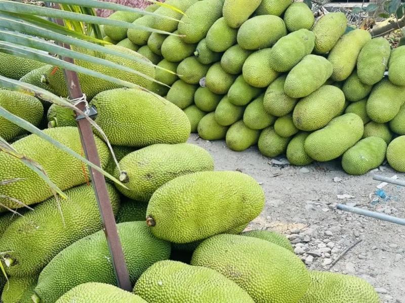 海南菠萝蜜供应电商规格齐全对接电商市场等