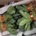 大叶菠菜一手货源各种规格都有需要联系
