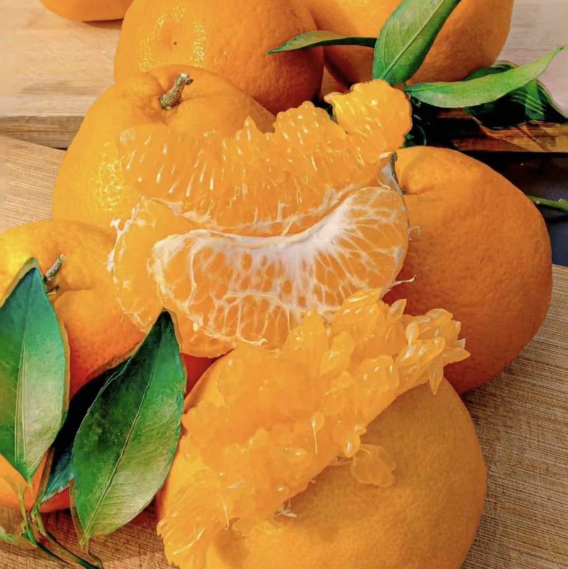 【精选优质】（抖音)一件代发，四川丑橘黄果柑~大量现货