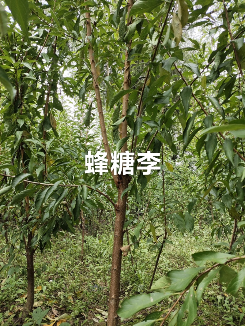 正宗蜂糖李子苗，蜂糖李嫁接苗，中晚熟品种基地直发。