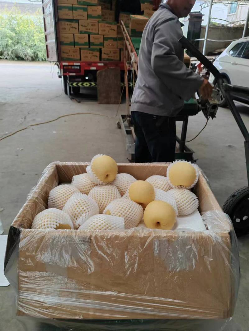 河北【皇冠梨】水晶梨箱装筐装规格齐全产地直发