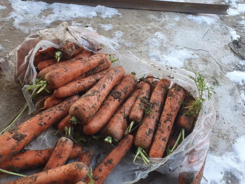 大量供应电商红萝卜，适合超市，档囗，价格美丽。