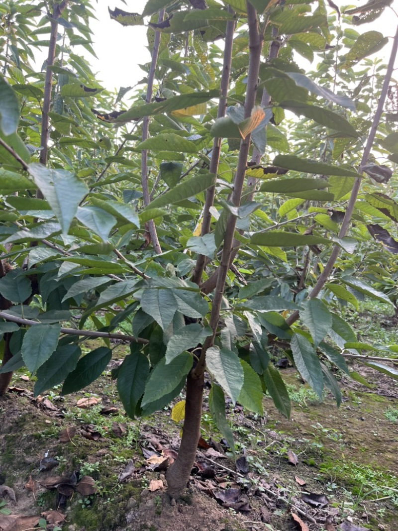 【推荐】三年吉塞拉大樱桃树苗四年矮化樱桃树苗