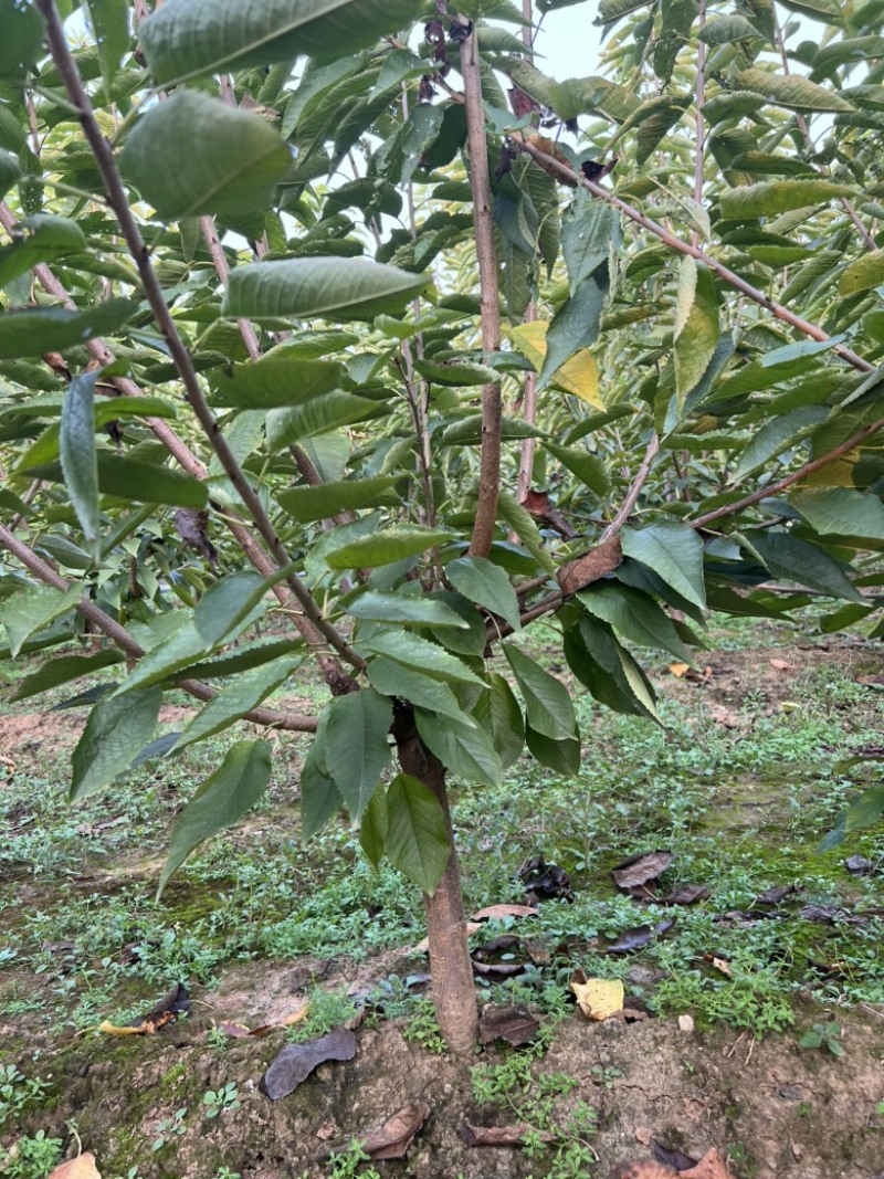 【推荐】三年吉塞拉大樱桃树苗四年矮化樱桃树苗