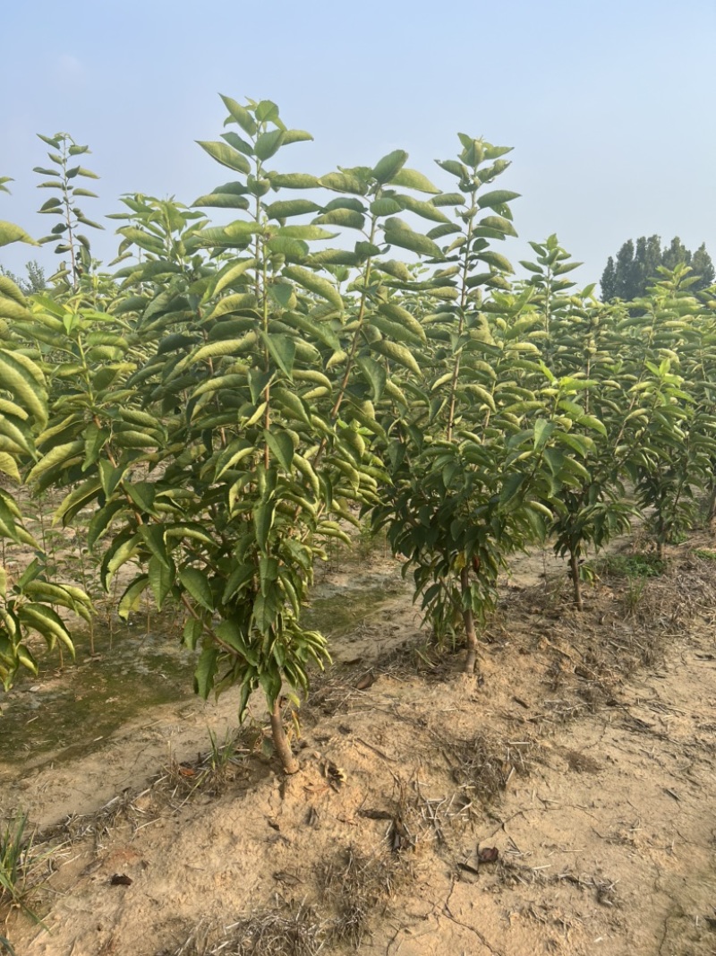 【推荐】三年吉塞拉大樱桃树苗四年矮化樱桃树苗