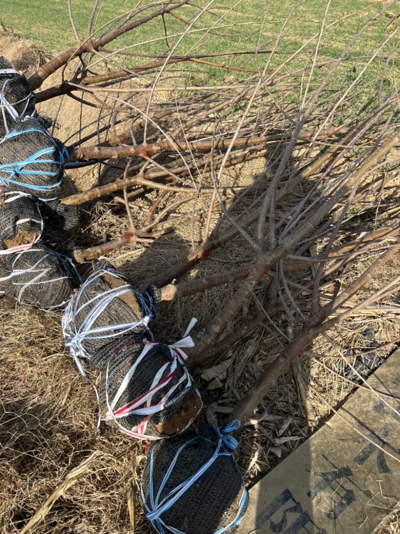 【推荐】三年吉塞拉大樱桃树苗四年矮化樱桃树苗