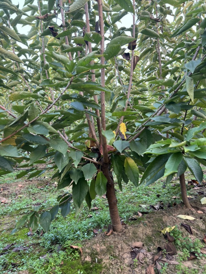 【推荐】三年吉塞拉大樱桃树苗四年矮化樱桃树苗