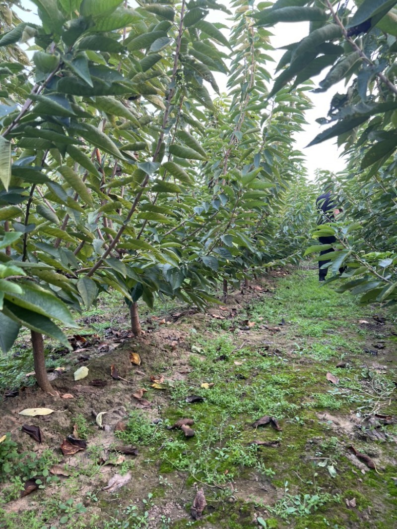 【推荐】三年吉塞拉大樱桃树苗四年矮化樱桃树苗