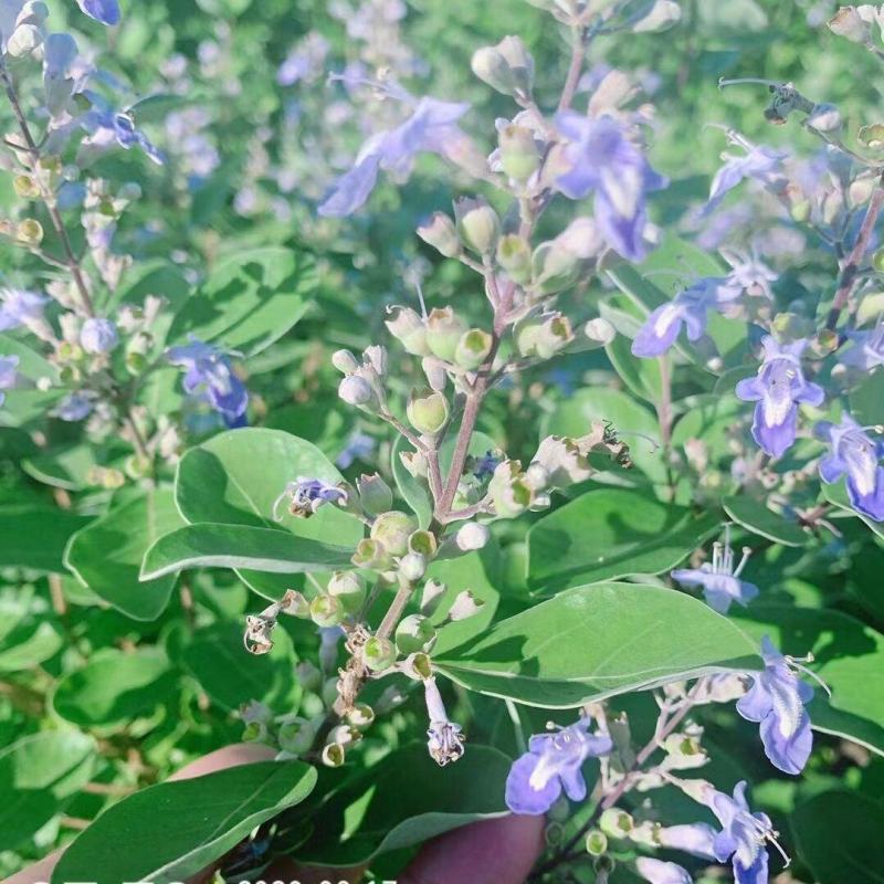 江西南昌蔓荆子苗，产地一手货源，量大从优，欢迎来电