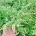 江西南昌蔓荆子苗，产地一手货源，量大从优，欢迎来电