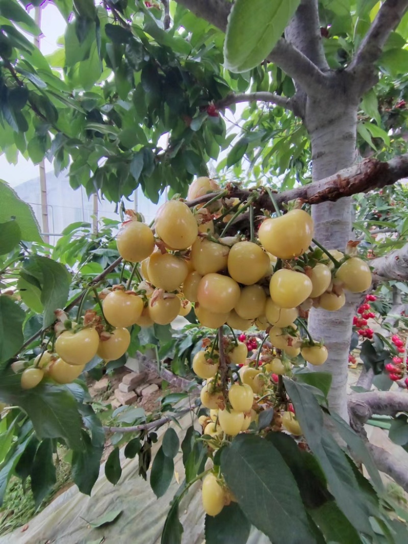 矮化樱桃树苗大樱桃树苗规格品种美早俄八齐早等