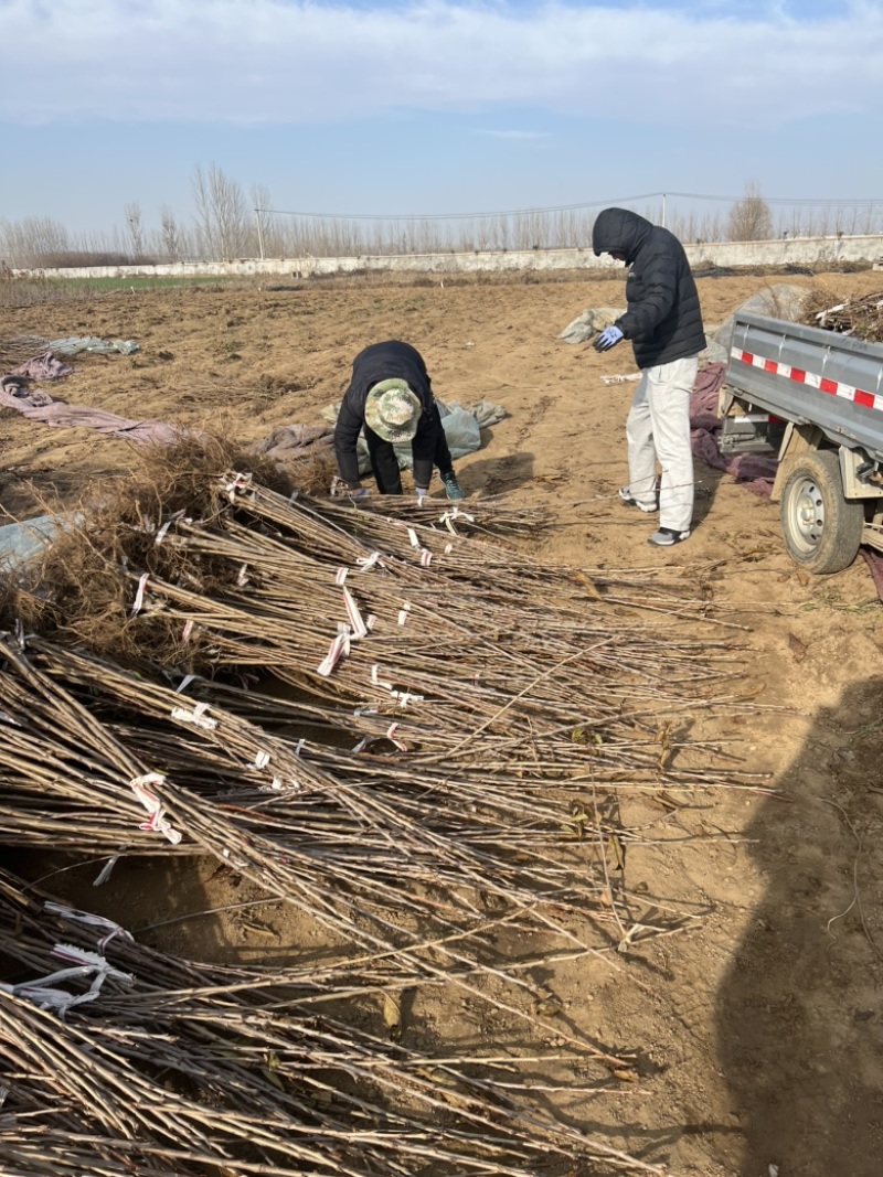矮化樱桃树苗大樱桃树苗规格品种美早俄八齐早等