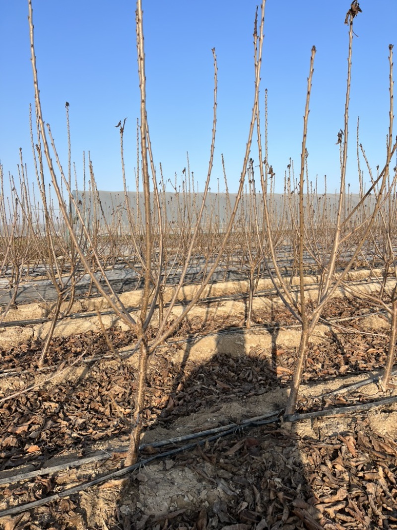矮化樱桃树苗大樱桃树苗规格品种美早俄八齐早等