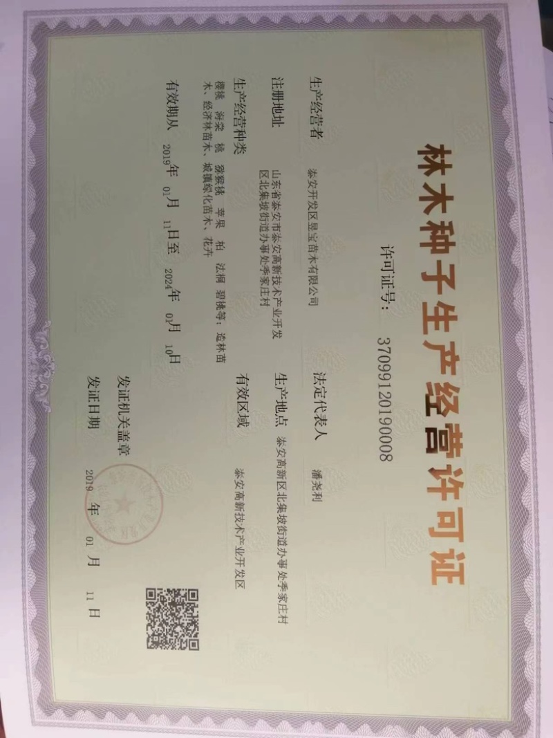 【精选】红肉桃树苗血桃树苗中华血桃树苗规格一公分