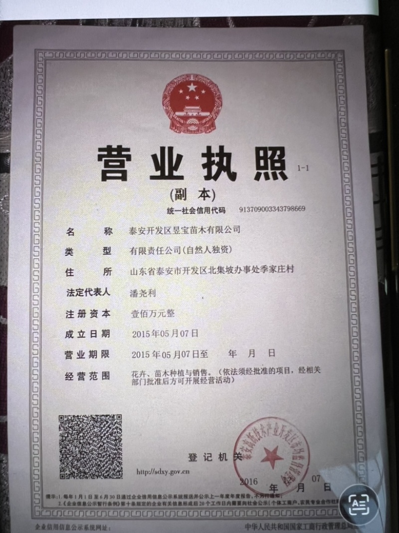 【精选】红肉桃树苗血桃树苗中华血桃树苗规格一公分