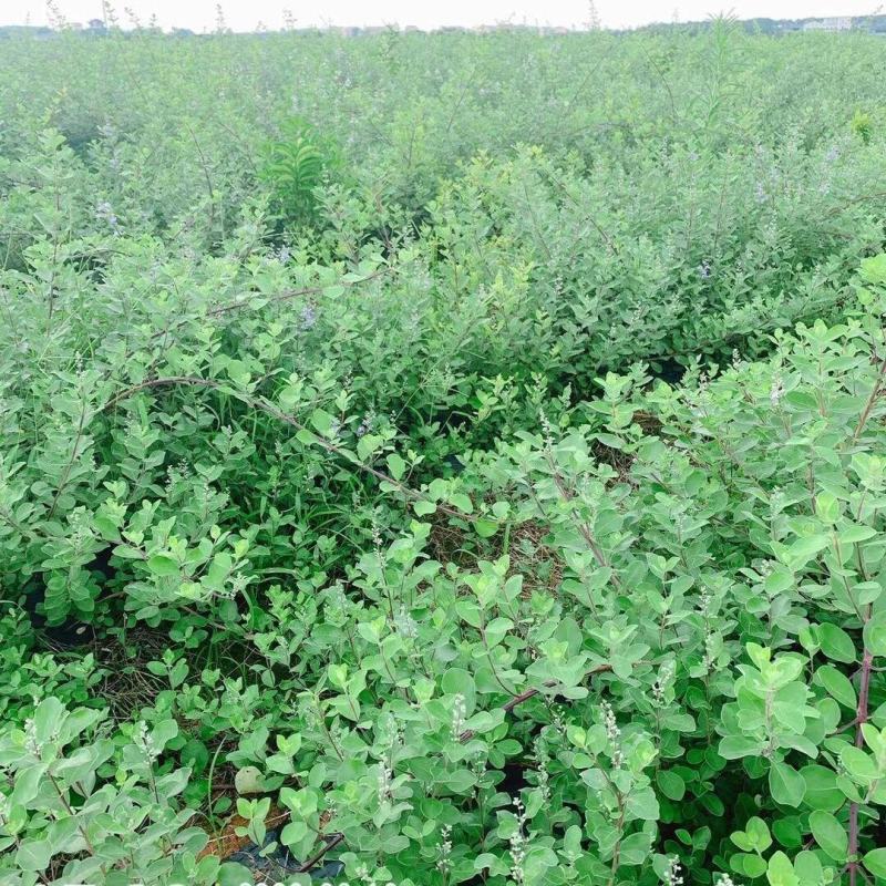 江西精品蔓荆子，对接大型批发商，产地一手货源无石无杂