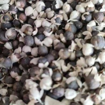 江西精品蔓荆子干货，产地一手货源，品质保证，量大从优