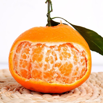 四川粑粑柑春见柑橘水果橙子大量上市个大味甜欢迎选购
