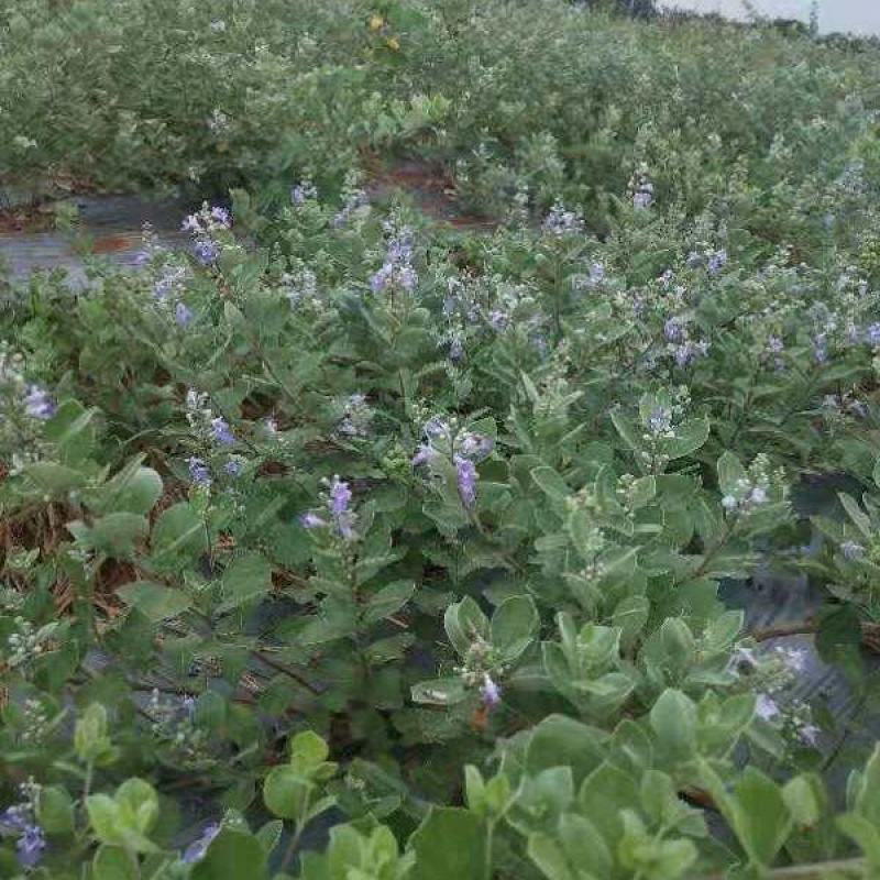 蔓荆子批发，江西基地一手货源，货源充足稳定，欢迎来电选购