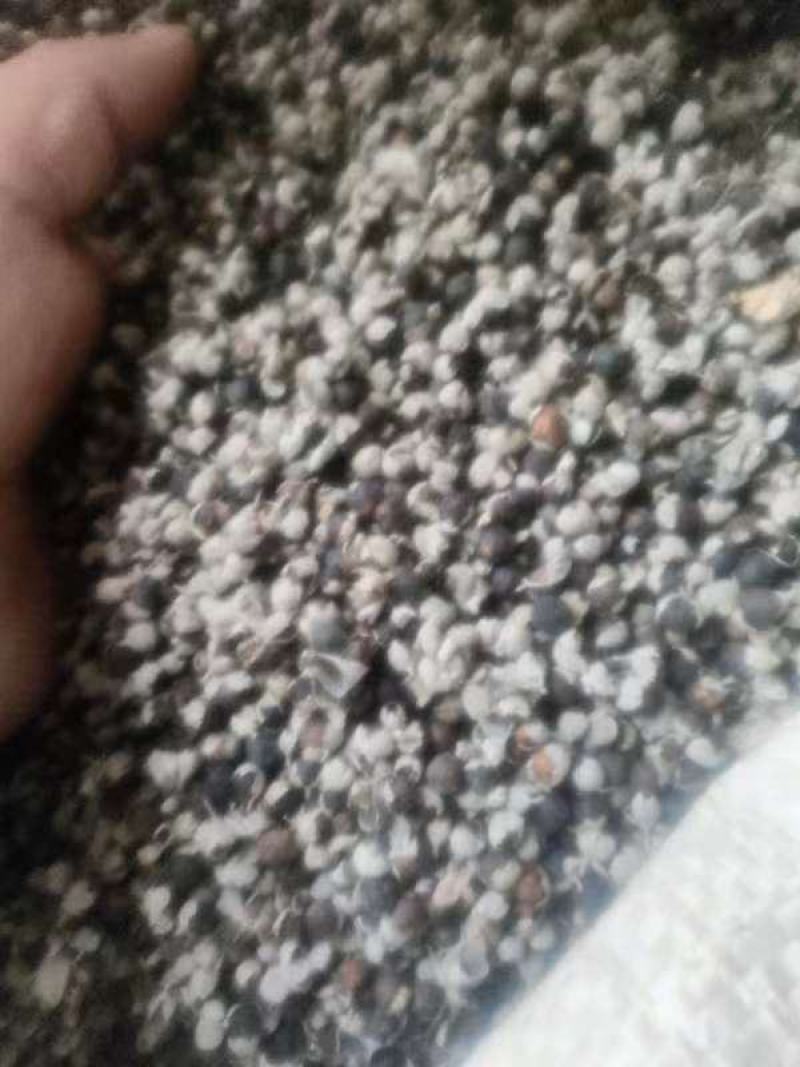 蔓荆子鲜货，无石无杂，江西基地一手货源，量大从优