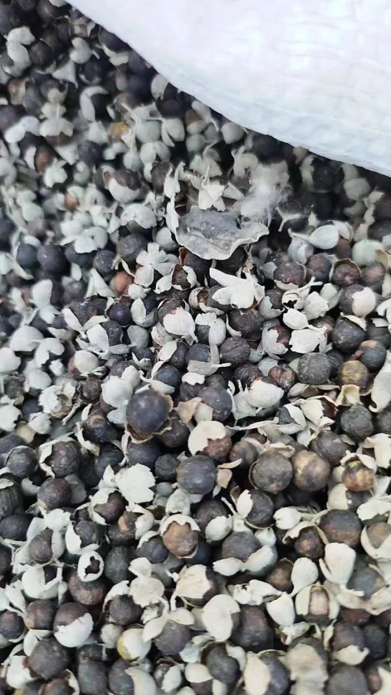 蔓荆子鲜货，无石无杂，江西基地一手货源，量大从优