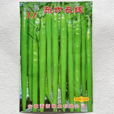 萧新东方长线椒种子早熟抗病性强线椒种子辣味浓郁耐高温高湿