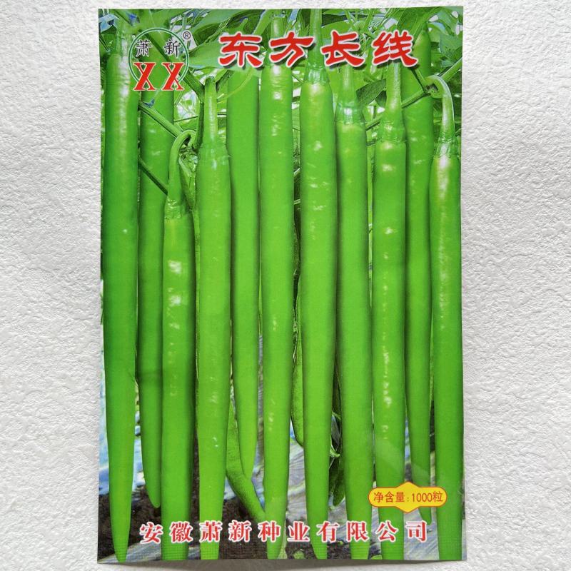 萧新东方长线椒种子早熟抗病性强线椒种子辣味浓郁耐高温高湿