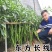萧新东方长线椒种子早熟抗病性强线椒种子辣味浓郁耐高温高湿