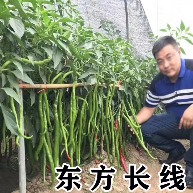 萧新东方长线椒种子早熟抗病性强线椒种子辣味浓郁耐高温高湿