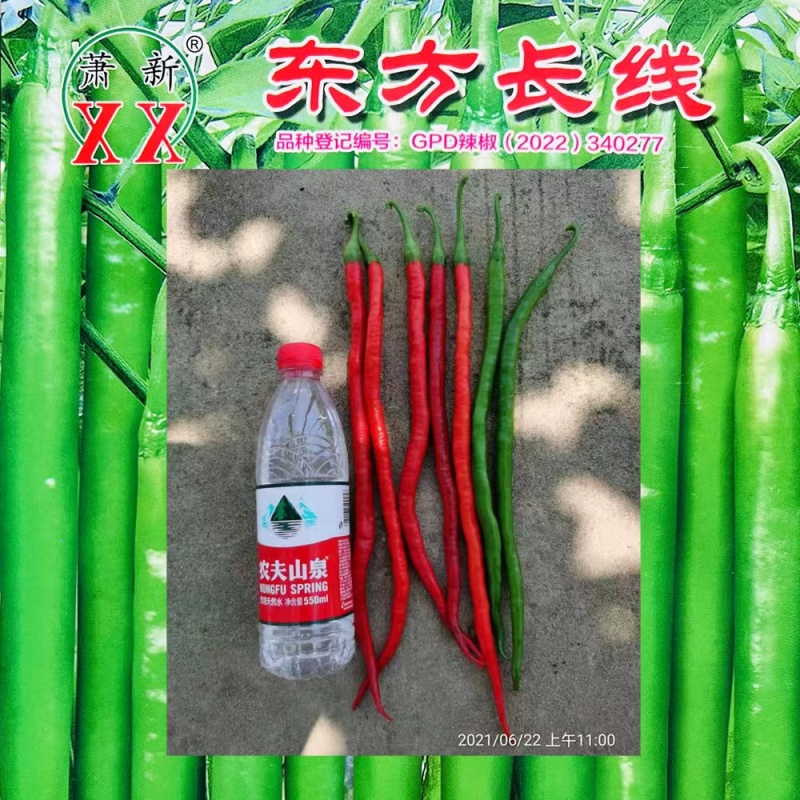 萧新东方长线椒种子早熟抗病性强线椒种子辣味浓郁耐高温高湿