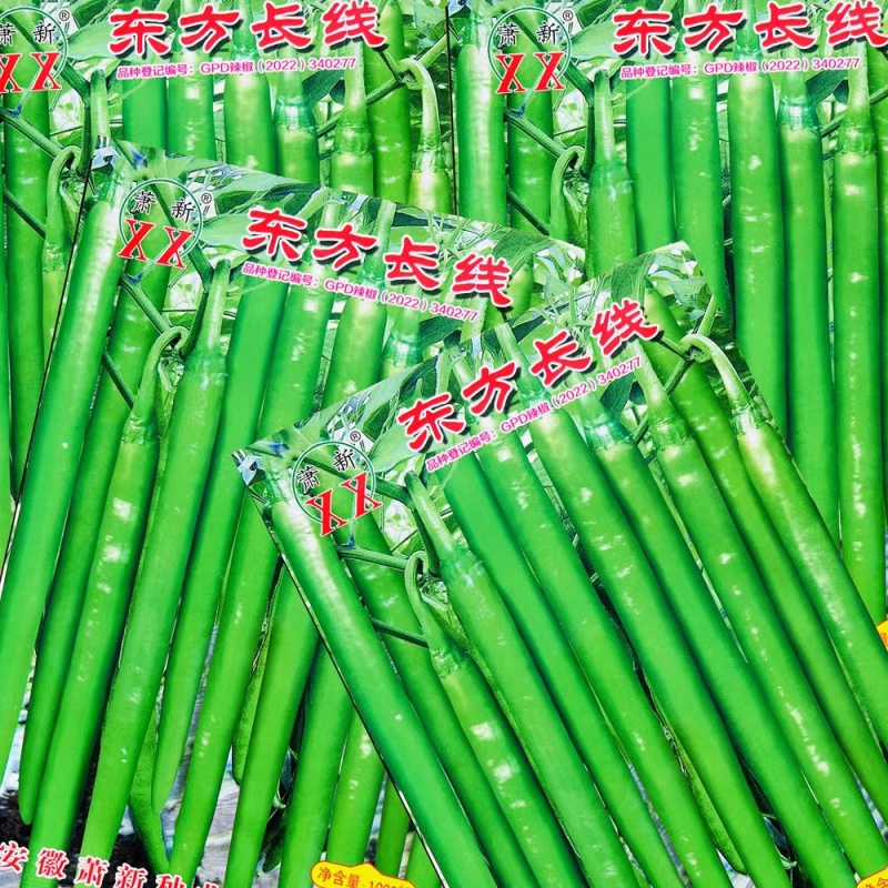 萧新东方长线椒种子早熟抗病性强线椒种子辣味浓郁耐高温高湿