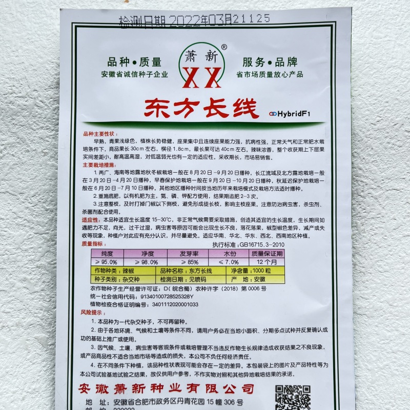 萧新东方长线椒种子早熟抗病性强线椒种子辣味浓郁耐高温高湿