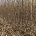 毛桃树苗实生桃树苗毛桃苗根系发达苗子健壮可实地