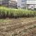 黑皮甘蔗。自产自销还有20余亩