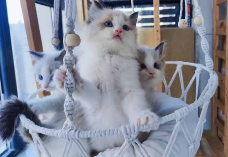 布偶猫咪找新家快俩月啦