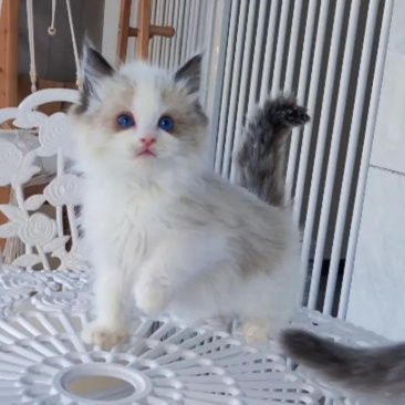 布偶猫咪找新家快俩月啦