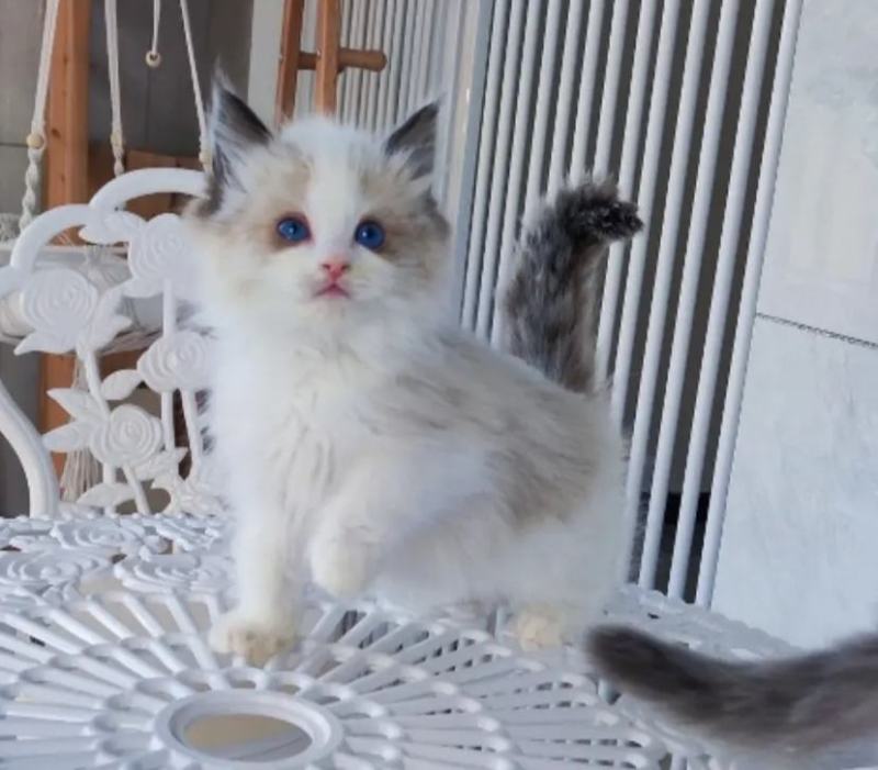布偶猫咪找新家快俩月啦