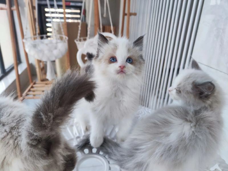 布偶猫咪找新家快俩月啦