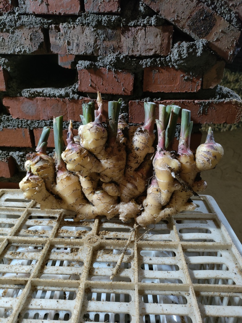 生姜大姜