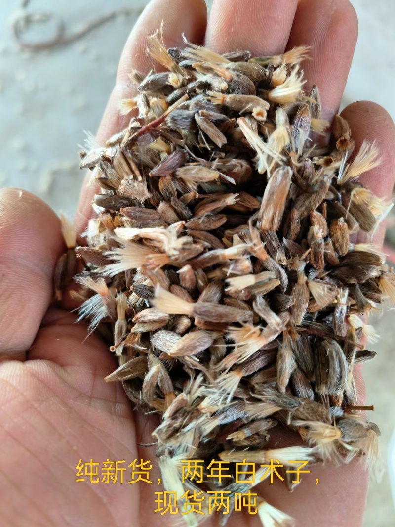 纯新白术子，现货600公斤，两年种子