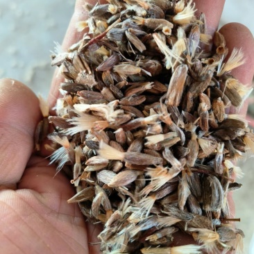 纯新白术子，现货600公斤，两年种子
