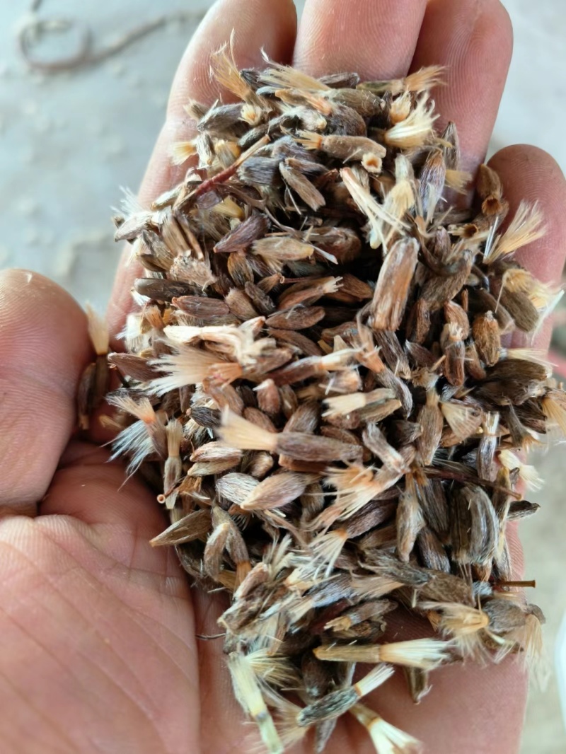 纯新白术子，现货600公斤，两年种子