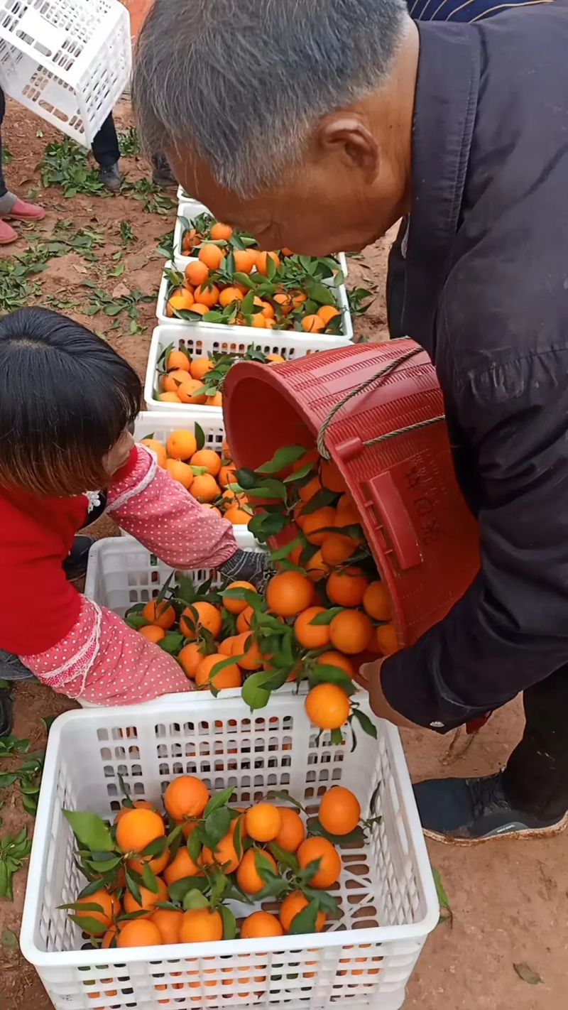 【推荐】耙耙柑，春见柑桔，产地一手货源，量大从优，欢迎联系